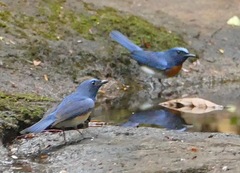 Cyornis rubeculoides