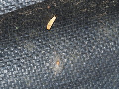 Notata parva