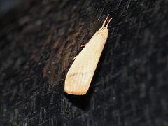 Notata parva