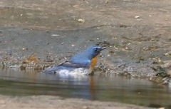 Cyornis rubeculoides