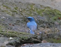 Cyornis rubeculoides