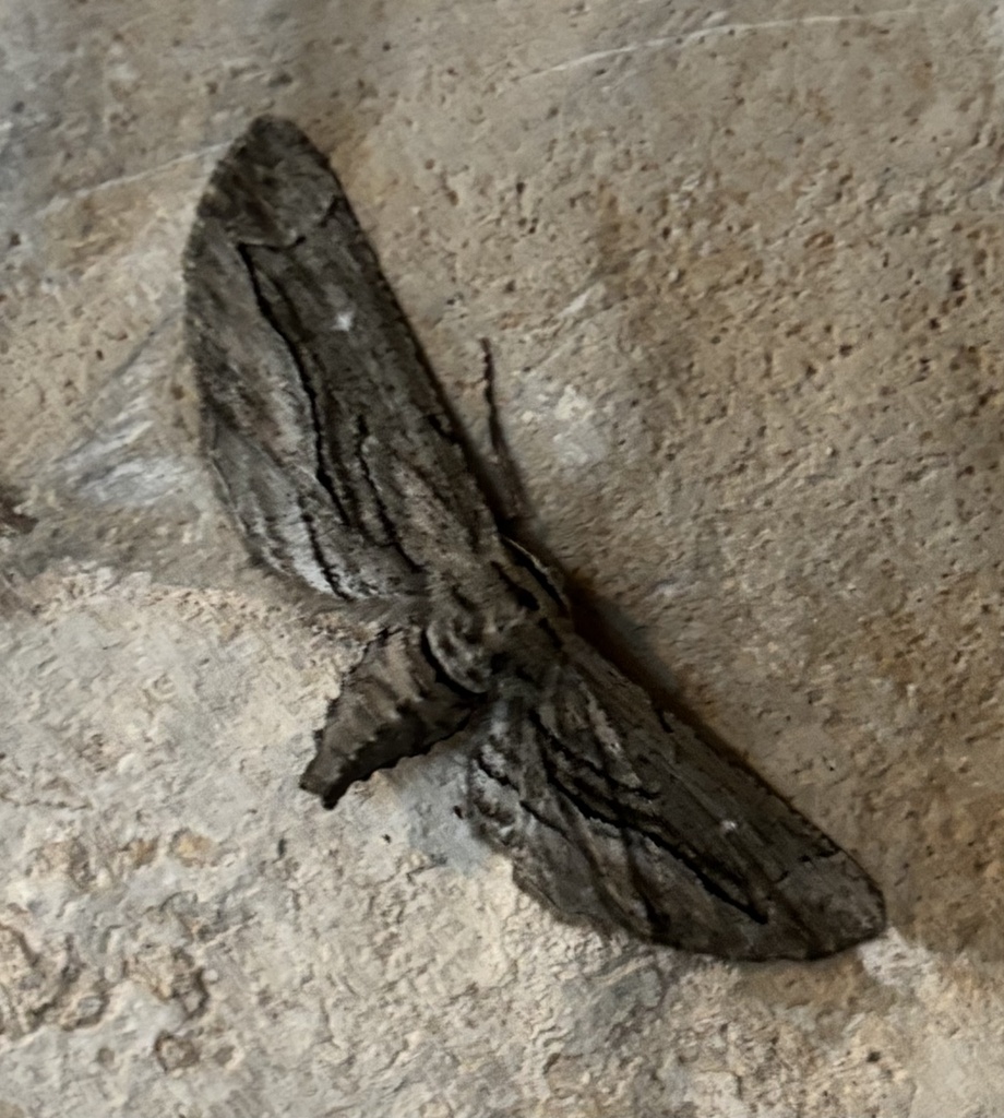 Holochroa dissociarius