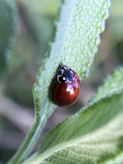 Cycloneda sanguinea