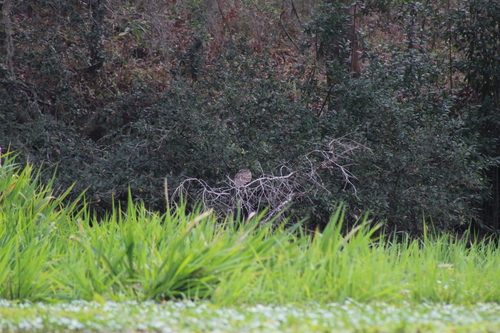 Nycticorax nycticorax image