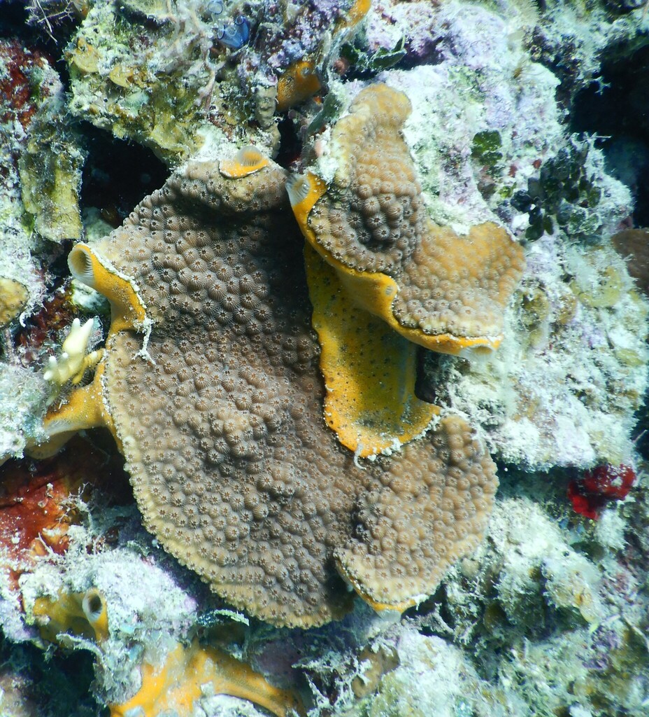 Orange Icing Sponge from Guanaja, Islas de la Bahia, Honduras on ...