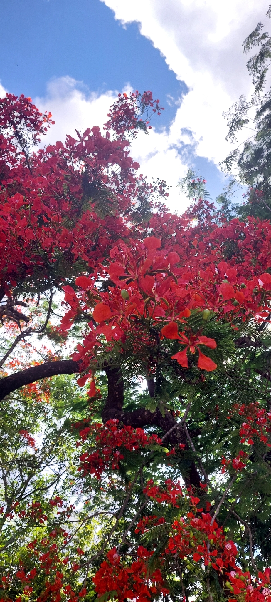 Delonix regia