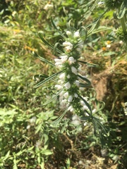 Leonurus sibiricus albiflorus