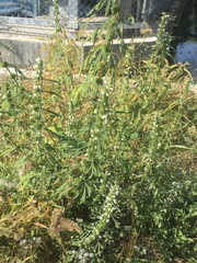 Leonurus sibiricus albiflorus