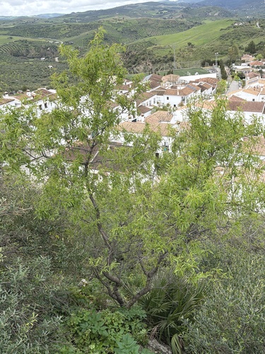 Avistamiento Almendro