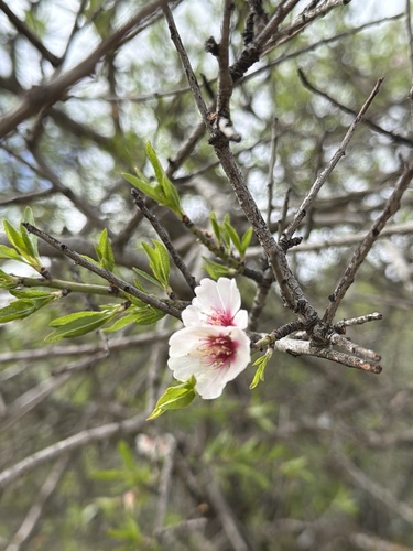 Avistamiento Almendro