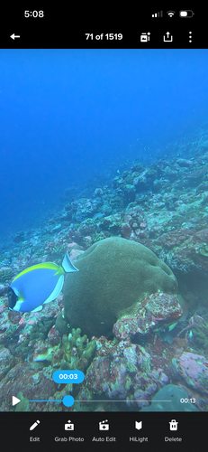 Powder Blue Tang — seen at this dive site