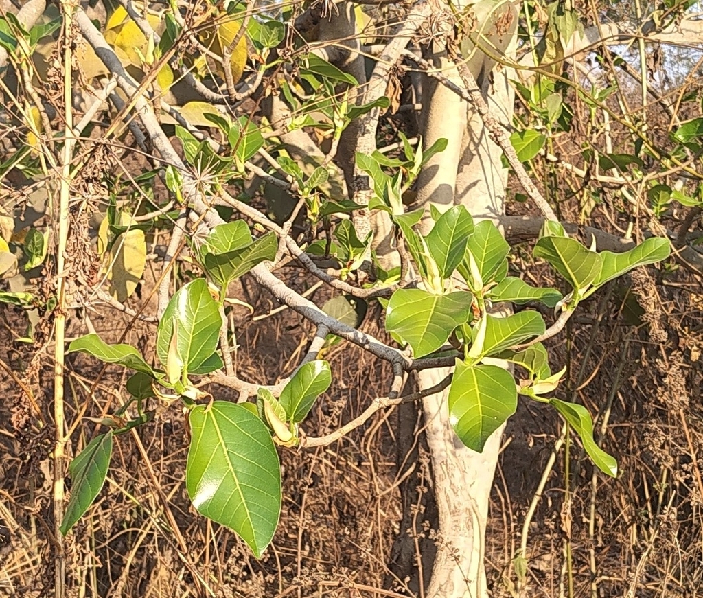 Ficus altissima, 118/12/12, Motiram Nagar, Warje, Pune, Maharashtra 411058, India