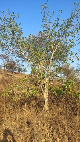 Ficus altissima