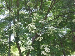 Sorbus commixta