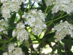 Sorbus commixta