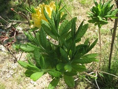 Rhododendron