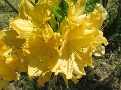 Rhododendron