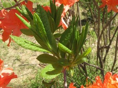 Rhododendron