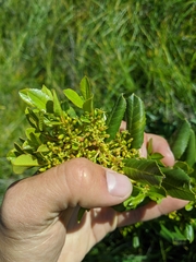 Rhamnus pirifolia