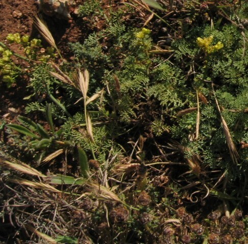 Brachypodium distachyon iNat (3)