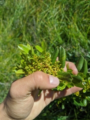Rhamnus pirifolia