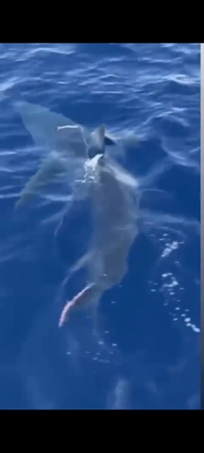Carcharodon carcharias