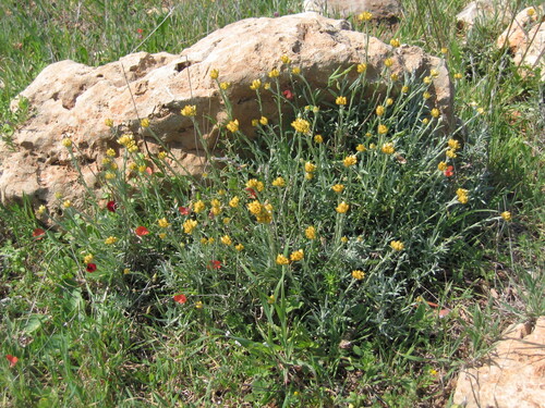 Yellow amaranth (Helichrysum stoechas)