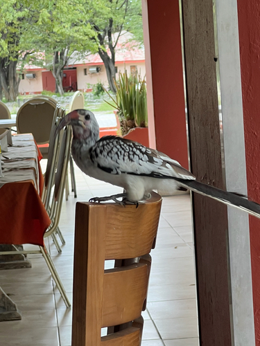 iNaturalist image