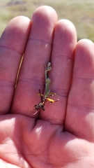 Plagiobothrys acanthocarpus