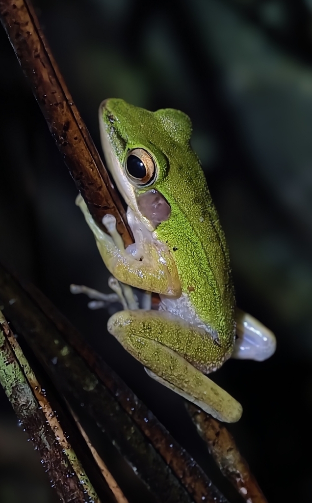 Chalcorana Labialis (Hylarana labialis)
