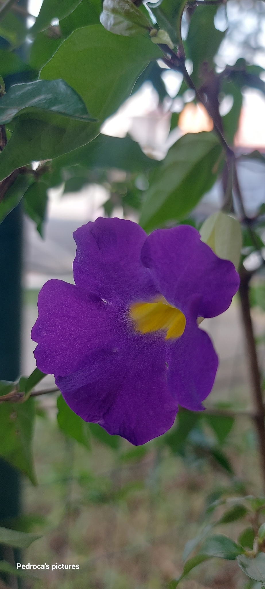 Thunbergia erecta