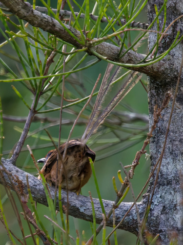 Southern Emu-wren (Stipiturus malachurus), photo 3