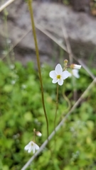 Lithophragma cymbalaria