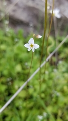Lithophragma cymbalaria