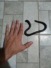 Siphonops