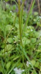 Lithophragma cymbalaria