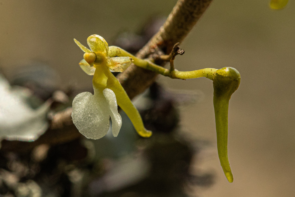 Nephrangis filiformis