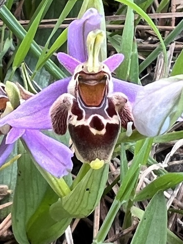 Marengo Orchid (Ophrys heldreichii)