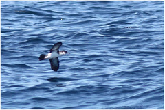 Puffinus lherminieri