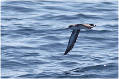 Puffinus lherminieri