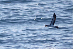 Puffinus lherminieri
