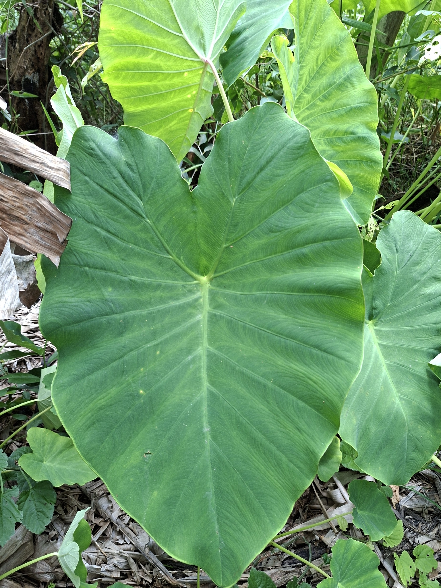 Colocasia esculenta
