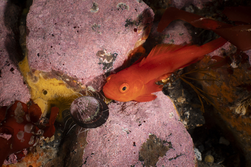 Antarctic icefishes