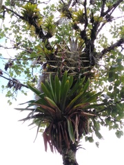 Tillandsia fendleri