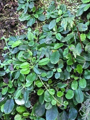 Trigonotis formosana elevatovenosa