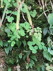 Trigonotis formosana elevatovenosa