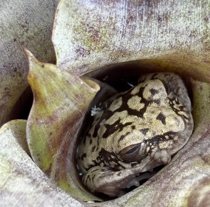 Chapada Diamantina Tree Frog