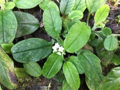 Trigonotis formosana