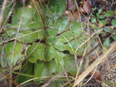 Plantago spathulata