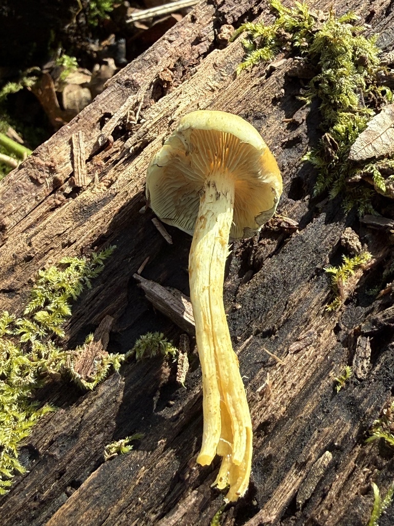Hypholoma fasciculare · March 2026 · photo: © cjoynson (iNaturalist, cc0)